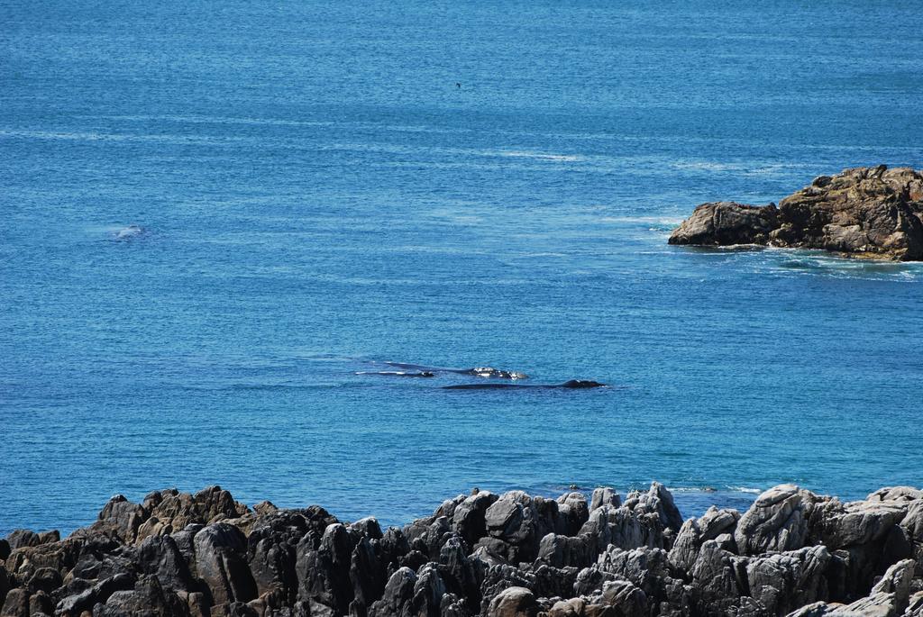 Whaletale Lägenhet De Kelders Exteriör bild