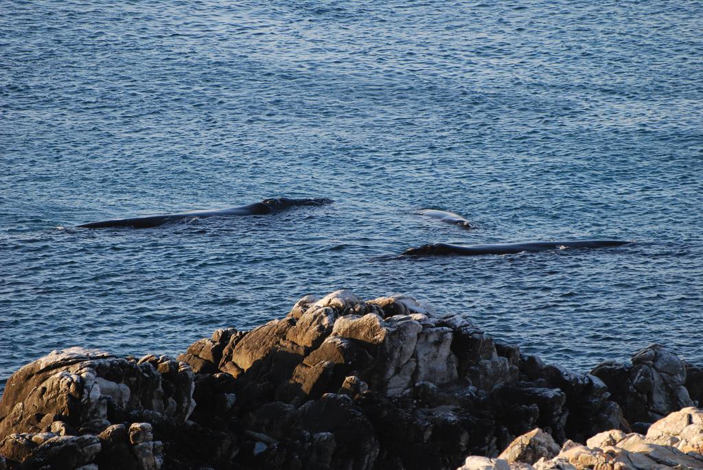 Whaletale Lägenhet De Kelders Exteriör bild