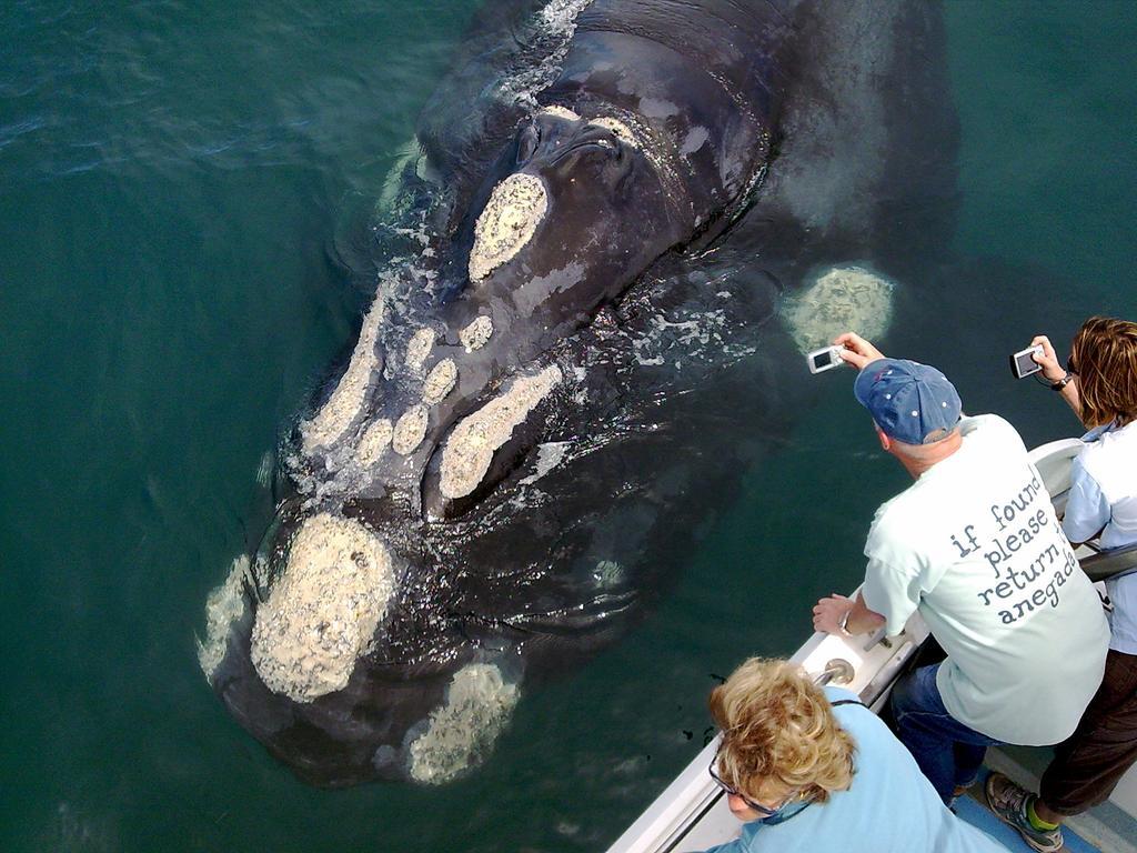 Whaletale Lägenhet De Kelders Exteriör bild